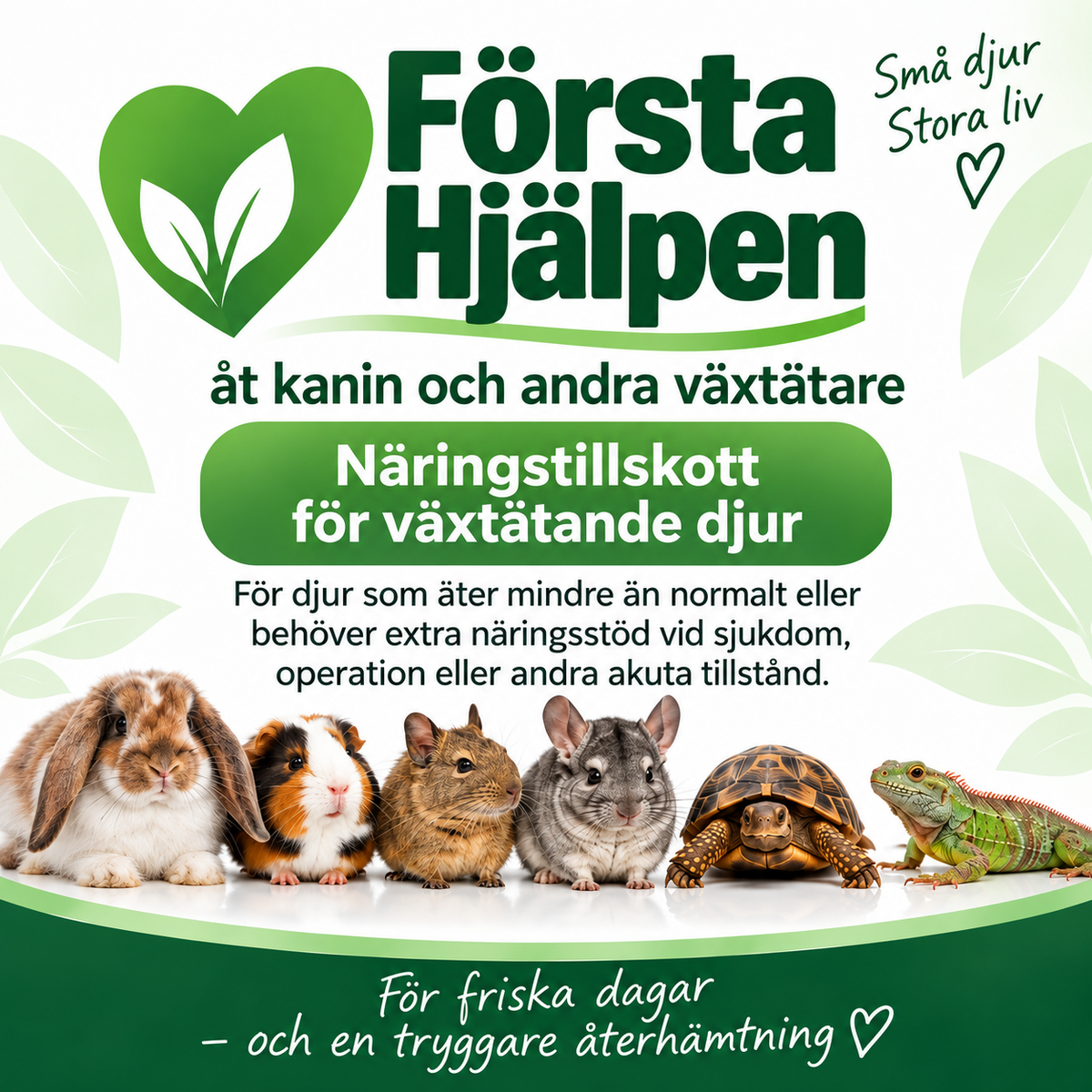 Första Hjälpen åt kanin och andra växtätare