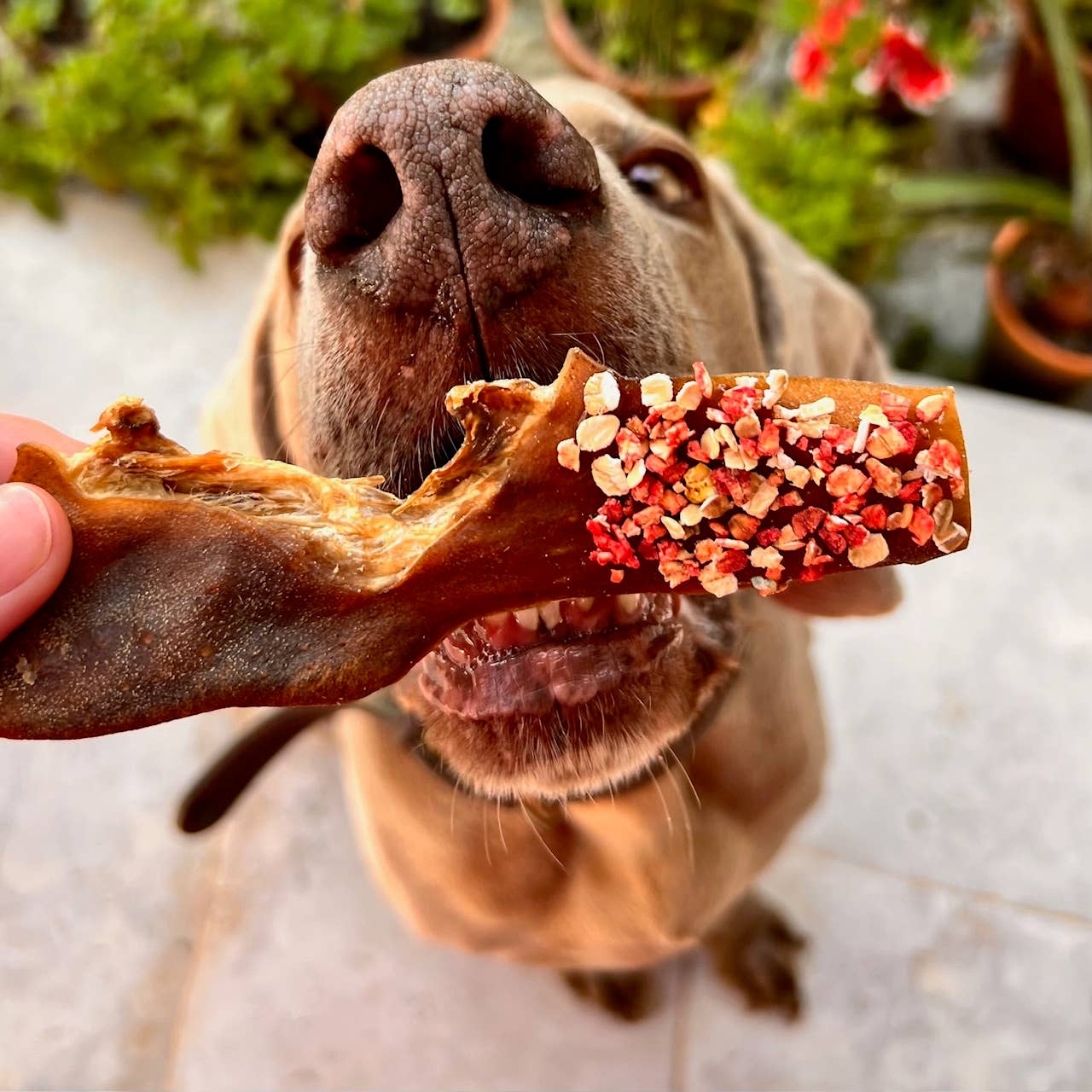 Candy Crush-paket – lufttorkade kött- och fiskgodisar med dogfetti 200 g