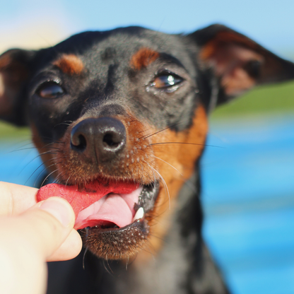 Lisboa Beet - Naturliga hundgodisar med superfoods 100 g